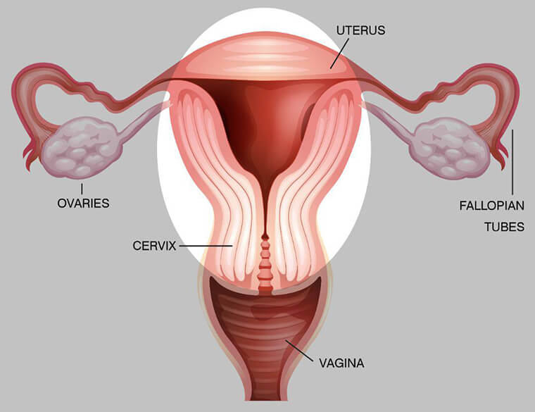 Hysterectomy Surgery in Hyderabad